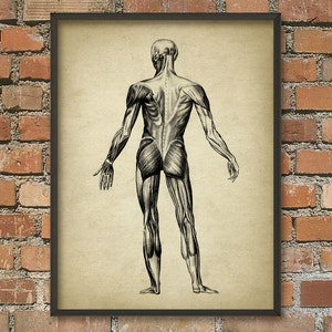 Muscle Man Vintage Anatomy Wall Art Poster #2 - Anatomical Position Of Muscles - Physical Therapy - Physiotherapy - Occupational Therapy