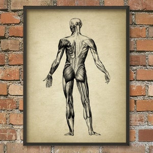 Muscle Man vintage anatomie muurkunst poster #2, anatomische positie van spieren, fysiotherapie, fysiotherapie, ergotherapie
