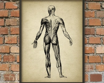 Muscle Man Vintage Anatomy Wall Art Poster #2 - Anatomical Position Of Muscles - Physical Therapy - Physiotherapy - Occupational Therapy