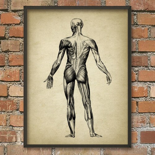 Affiche d'art mural anatomie vintage Muscle Man #2, position anatomique des muscles, kinésithérapie, physiothérapie, ergothérapie