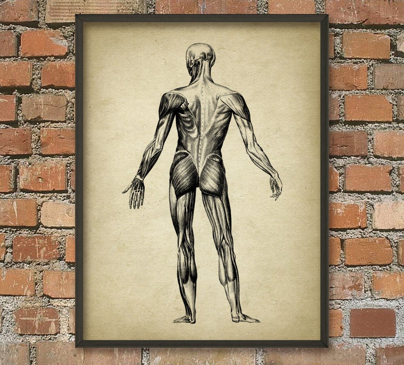 Muscle Man Vintage Anatomy Wall Art Poster #2, Anatomical Position of ...
