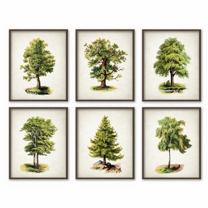 Antique Trees Botanical Print Set of 6 - Vintage Trees Botanical Home Decor - Tree Book Plate Illustrations - Botany Prints Set of 6
