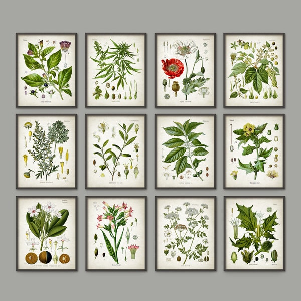 PRINTABLE Set of 12 Drug Plants Botanical Images, Gallery Wall Art Rustic Farmhouse Vintage Decor Digital Print Poster INSTANT DOWNLOAD