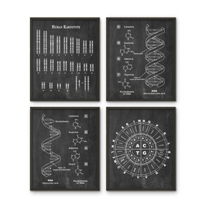 May include: Four black framed illustrations on a white background. The illustrations are about human genetics. The first illustration shows a human karyotype, the second shows the structure of DNA, the third shows the structure of RNA, and the fourth shows a codon table.