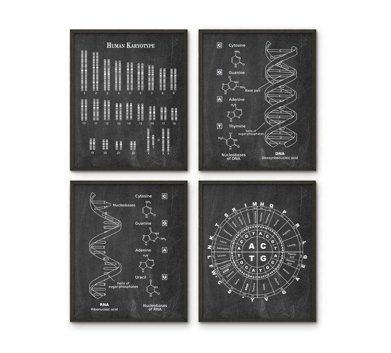 May include: Four black framed illustrations on a white background. The illustrations are about human genetics. The first illustration shows a human karyotype, the second shows the structure of DNA, the third shows the structure of RNA, and the fourth shows a codon table.