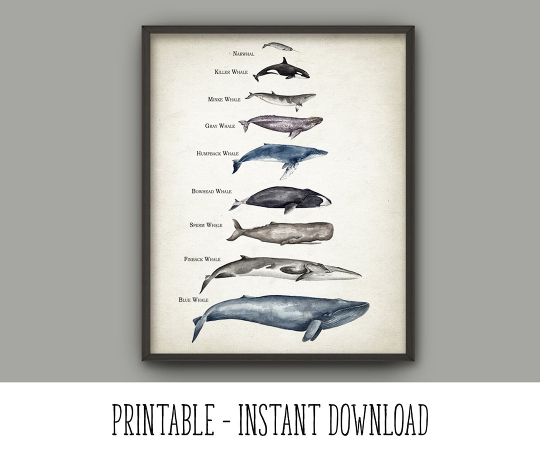 PRINTABLE Whales Size Comparison Chart Wall Art, Watercolor Whale