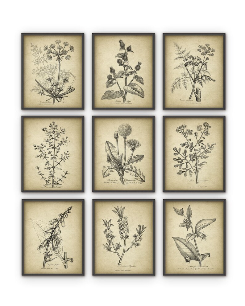 Antique Botanical Print Set of 9, Vintage Botanical Home Decor, Plant Book Plate Illustration, Garden Flowers and Herbs Set of 9 B491 image 2