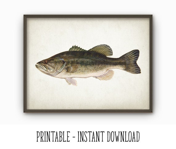 PRINTABLE Largemouth Bass Fish Print Wall Art, Freshwater Fish Gamefish  Poster, Large Mouth Bass Fishing Angling Gift Idea INSTANT DOWNLOAD -   Canada