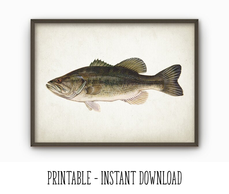 PRINTABLE Largemouth Bass Fish Print Wall Art Freshwater Fish - Etsy