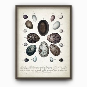 May include: A vintage illustration of a collection of bird eggs. The eggs are arranged in a circle and are labeled with numbers and Latin names. The eggs are various shades of brown, gray, and blue.