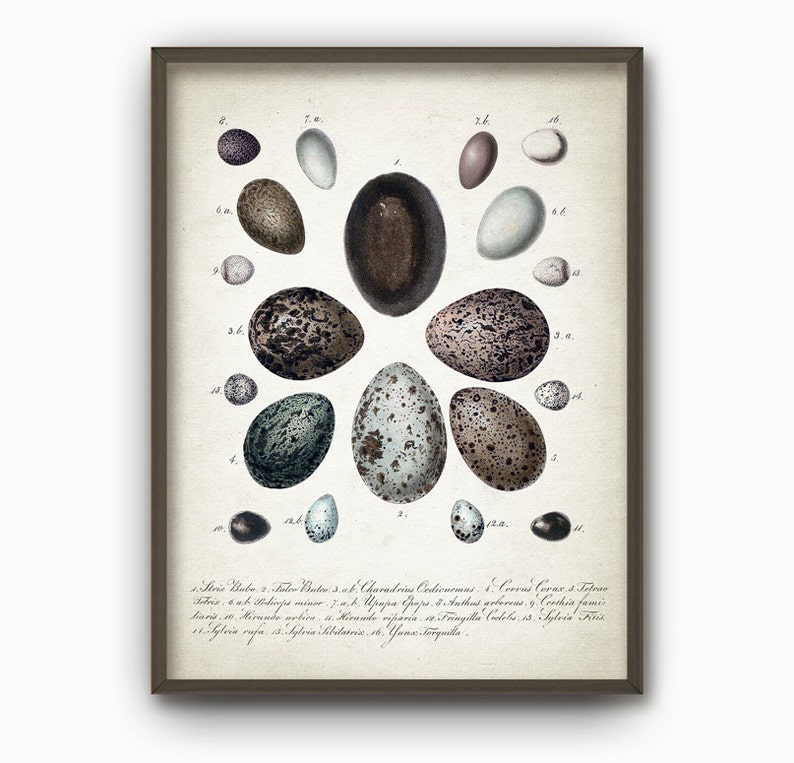 May include: A vintage illustration of a collection of bird eggs. The eggs are arranged in a circle and are labeled with numbers and Latin names. The eggs are various shades of brown, gray, and blue.