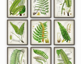 Antique Fern Botanical Art Print Set of 9 - Vintage Fern Botanical Home Decor Antique Book Plate Illustration Giclee Picture Set of 9 (AB58)