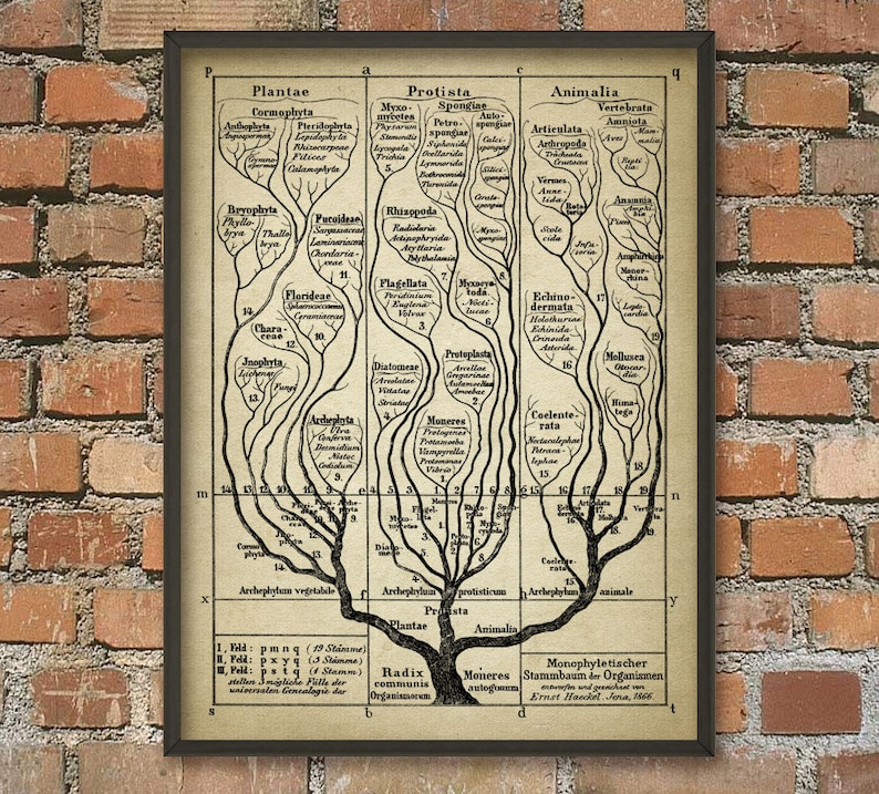 Tree of Life Wall Art Poster 2, Evolution Science Print, Haeckel ...
