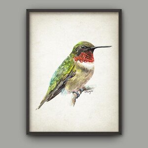 Puede incluir: Pintura acuarela de un colibrí con plumas verdes y marrones, garganta roja y pico largo y delgado. El colibrí está posado en una rama.