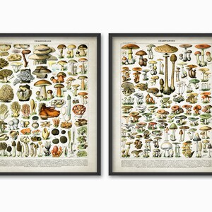 May include: Two vintage botanical illustrations of mushrooms, each framed in black. The illustrations are in color and depict a variety of mushrooms with Latin names.