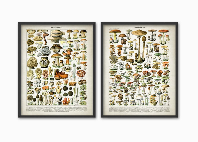 May include: Two vintage botanical illustrations of mushrooms, each framed in black. The illustrations are in color and depict a variety of mushrooms with Latin names.