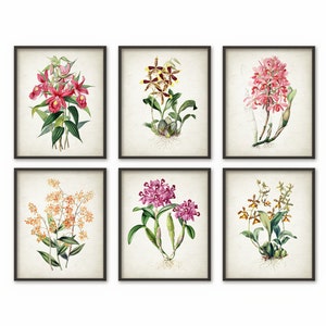 Orchid Flower Print Set of 6 - Vintage Orchid Botanical Home Decor - Orchid Flower Picture - Orchid Wall Art - Floral Room Decor