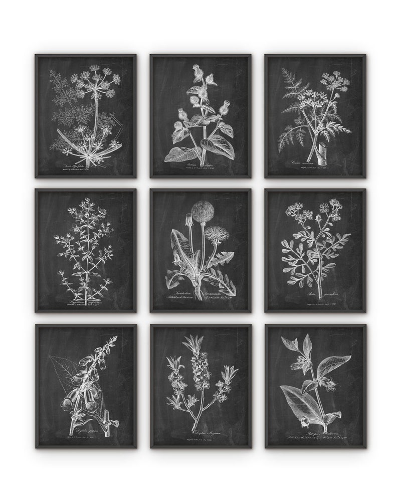 Antique Botanical Print Set of 9, Vintage Botanical Home Decor, Plant Book Plate Illustration, Garden Flowers and Herbs Set of 9 B491 image 3