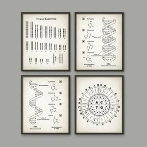 May include: Four black framed prints with white backgrounds and black line drawings of human chromosomes, DNA, RNA, and a codon wheel. The prints are titled "Human Karyotype", "DNA", "RNA", and "Codon Wheel".