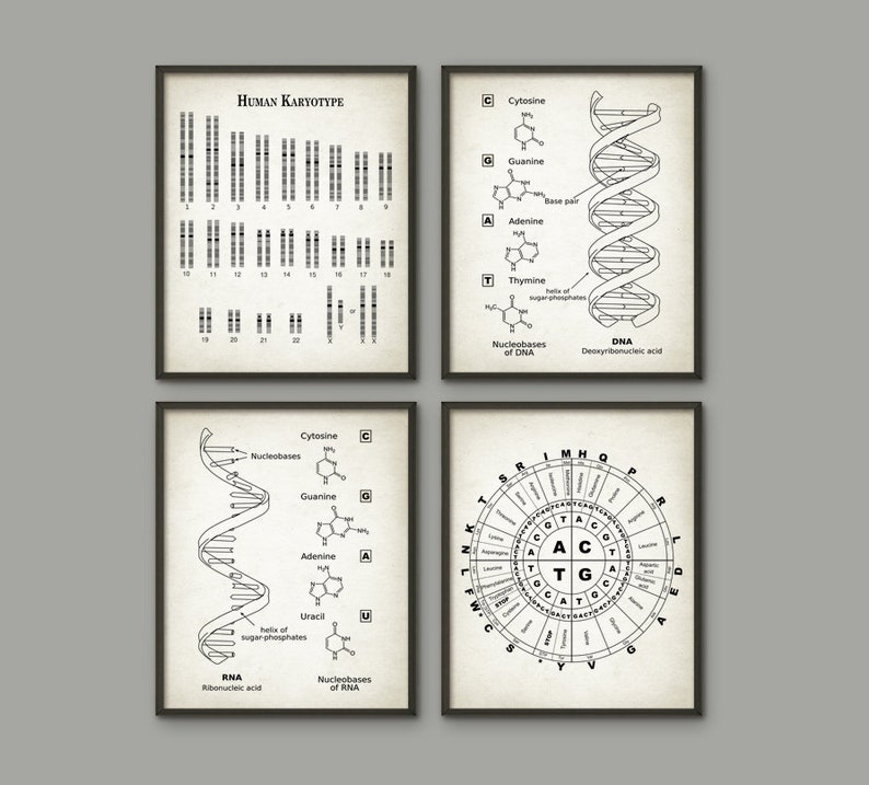 May include: Four black framed prints with white backgrounds and black line drawings of human chromosomes, DNA, RNA, and a codon wheel. The prints are titled "Human Karyotype", "DNA", "RNA", and "Codon Wheel".