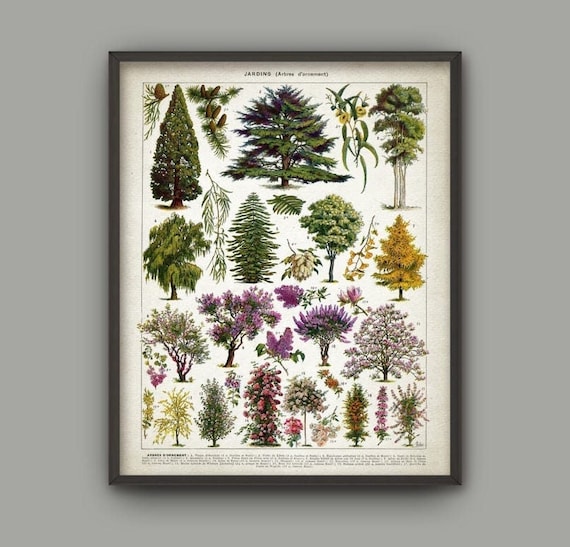 Tree Wall Art Print, Vintage Botanical Art Print, Tree Chart, Tree Poster, Tree Species Poster, Tree Print, Forest, Woodland Art Print