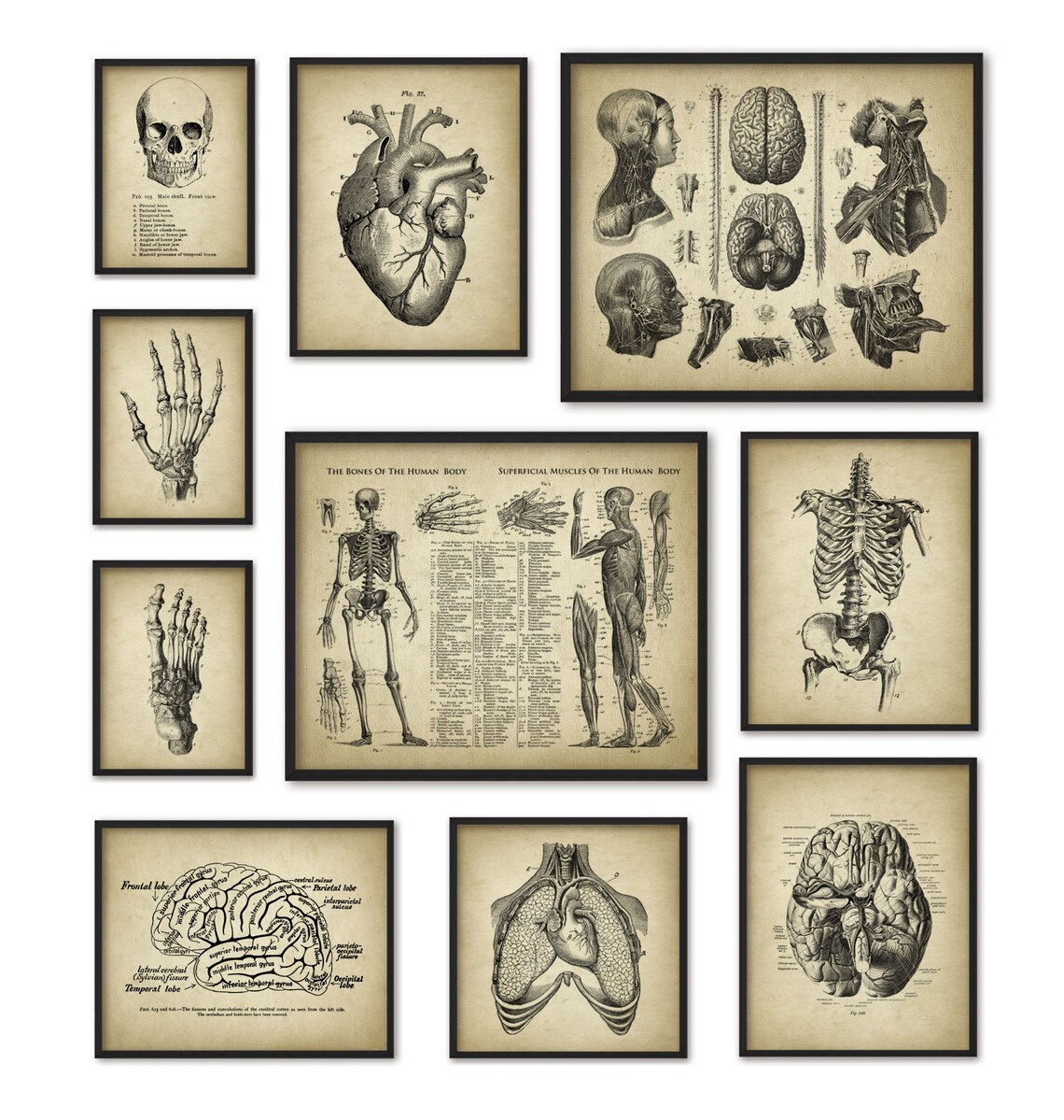 Human Anatomy Antique Art Print Set of 10 - Vintage Anatomy Home Decor ...