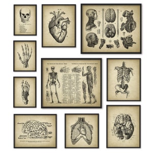 Human Anatomy Antique Art Print Set of 10 - Vintage Anatomy Home Decor ...