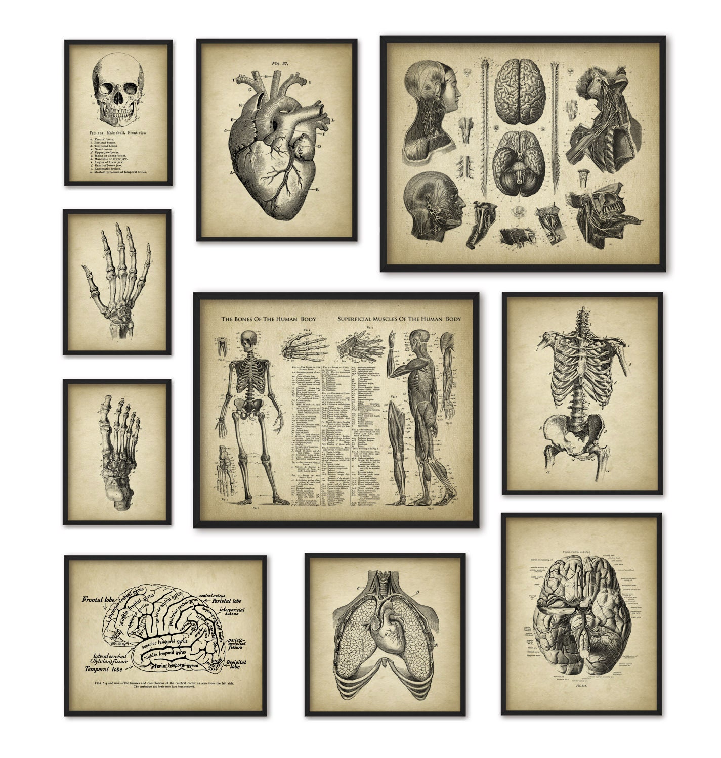 Human Anatomy Antique Art Print Set of 10 - Vintage Anatomy Home Decor ...