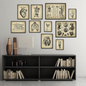 Human Anatomy Antique Art Print Set of 10 - Vintage Anatomy Home Decor ...