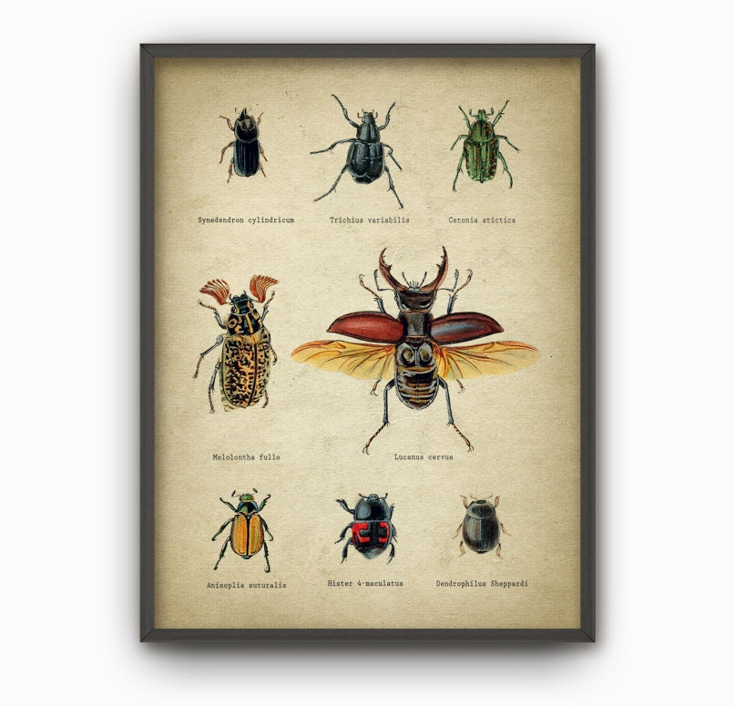 Antique Beetle Art Prints Set of 4, Vintage Insect Decor, Entomology ...