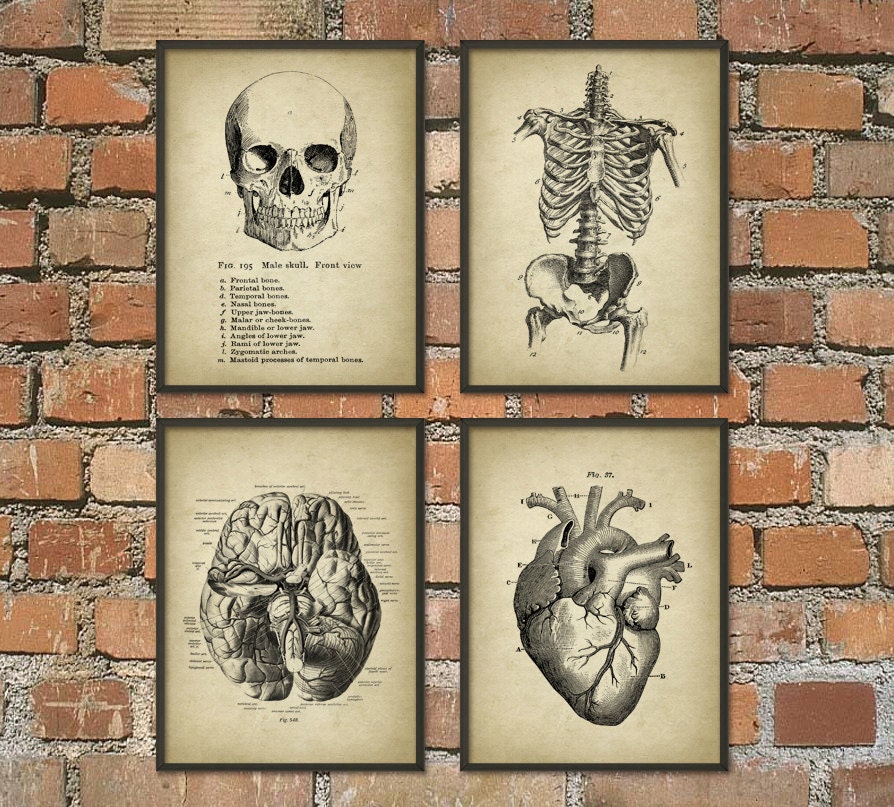 Human Anatomy Wall Art Poster Set of 4 - Antique Anatomy Prints ...