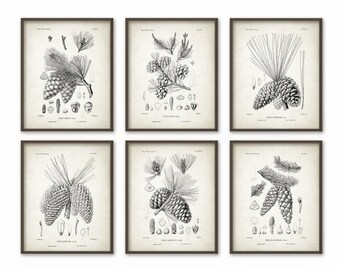 Pine Cones Wall Art Prints Set of 6 - Antique Woodland Illustrations - Botanical Home Decor - Pine Cone Posters - Forest Art Print