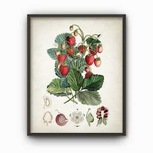 Strawberry Plant Print, Vintage Botanical Strawberries Wall Art, Kitchen Decor, Fruit Poster