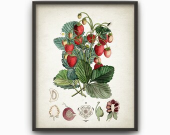 Strawberry Plant Print, Vintage Botanical Strawberries Wall Art, Kitchen Decor, Fruit Poster
