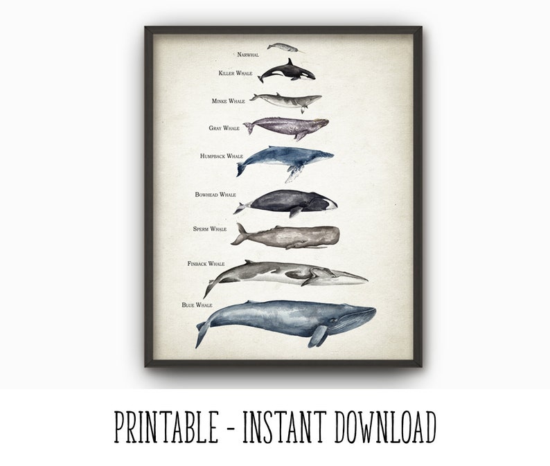 Download PRINTABLE Whales Size Comparison Chart Wall Art Watercolor | Etsy