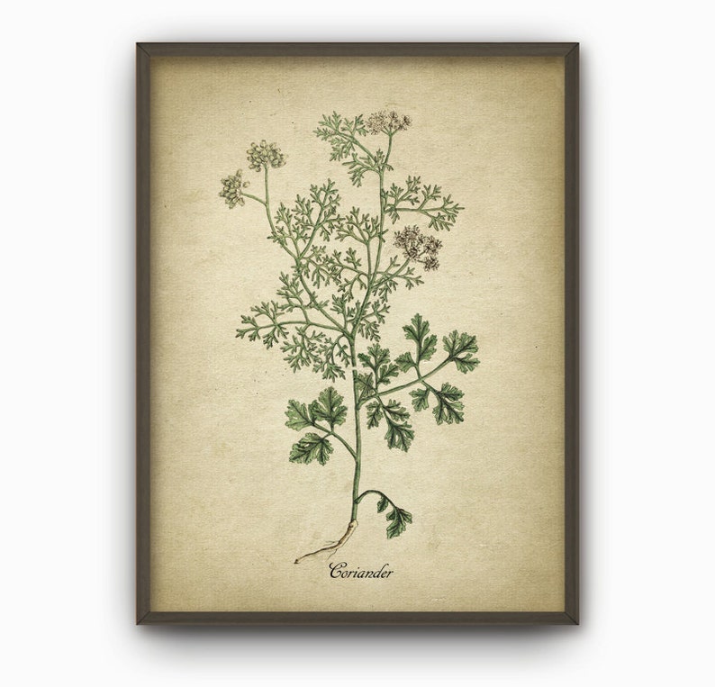 Kitchen Herbs Wall Art Print Set of 12 - Vintage Botanical Herb Prints ...