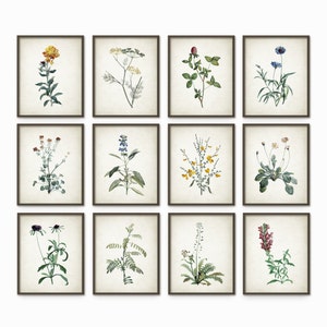 Wildflowers Art Print Set of 12, Vintage Botanical Home Decor, Antique Flower Book Plate, Rustic Farmhouse Kitchen Decor, Gallery Wall