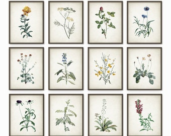 Wildflowers Art Print Set of 12, Vintage Botanical Home Decor, Antique Flower Book Plate, Rustic Farmhouse Kitchen Decor, Gallery Wall