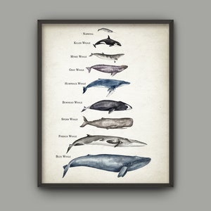 Whale Size Comparison Poster, Whales Of The World, Watercolor Whales Painting, Educational Whale Print, Bathroom Decor, Bathroom Whales #894