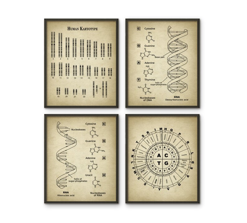 May include: A set of four vintage-style scientific illustrations. The first image shows a human karyotype, the second shows the structure of DNA, the third shows the structure of RNA, and the fourth shows a circular diagram of the genetic code.