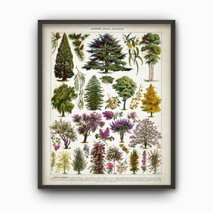 May include: A vintage botanical illustration featuring a variety of trees and shrubs. The image is titled "JARDINS (Arbres d'ornement)" and includes detailed drawings of different species, including cedar, willow, and lilac.