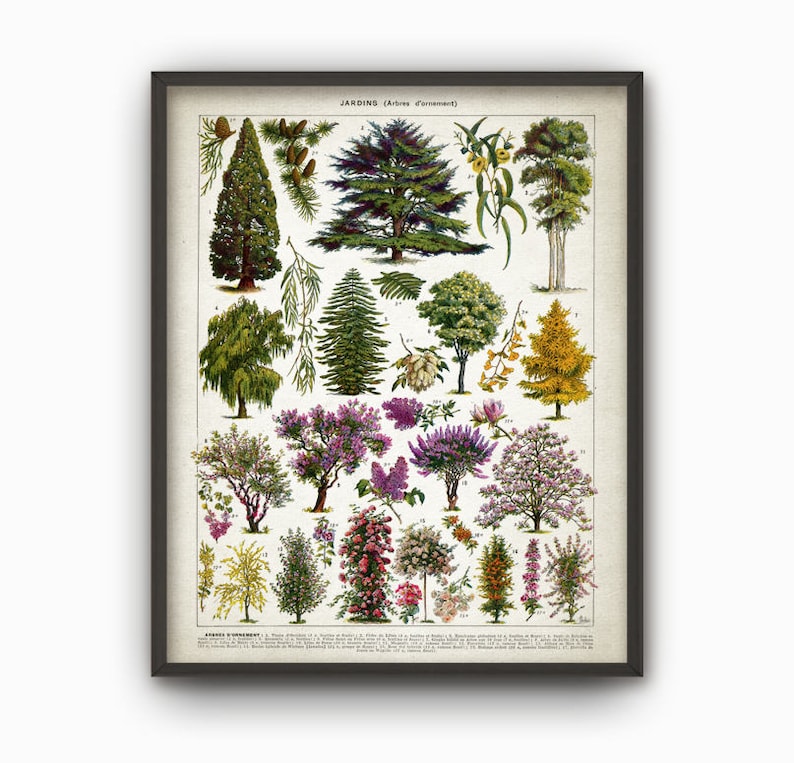 May include: A vintage botanical illustration featuring a variety of trees and shrubs. The image is titled "JARDINS (Arbres d'ornement)" and includes detailed drawings of different species, including cedar, willow, and lilac.