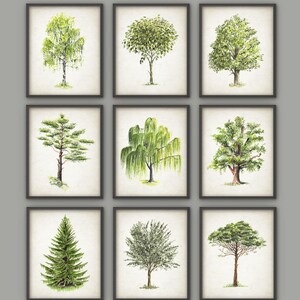 Trees Watercolor Art Print Set Of 9, Chestnut Oak Corkwood Pine Gum Birch Willow Tree, Botanical Decor, Green Tree Painting Set