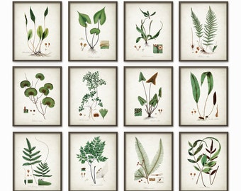 Vintage Green Plant Prints Set Of 12, Antique Botanical Green Art Posters, Botanical Decor, Plants Book Plate Illustration