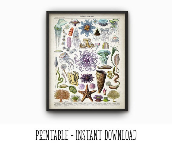 PRINTABLE Oceanography Print Bathroom Wall Art Marine Life - Etsy