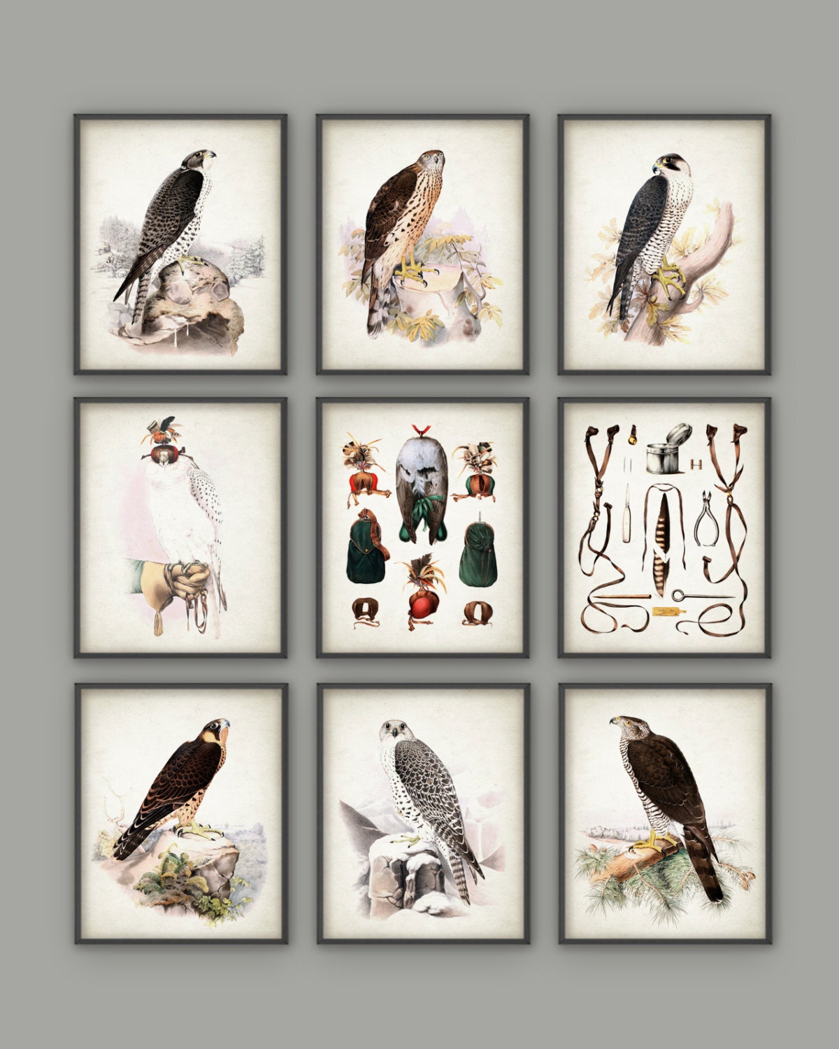 Falconry Wall Art Print Set of 9 Falconry Art Print Bird | Etsy