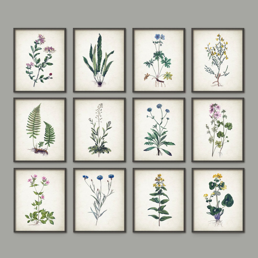 Wildflower Print Set of 12, Vintage Botanical Home Decor, Flower Wall ...