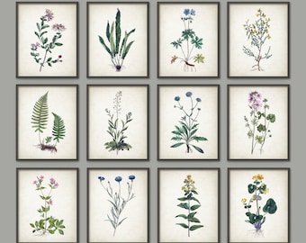 Wildflower Print Set of 12, Vintage Botanical Home Decor, Flower Wall Art, Antique Botany Prints