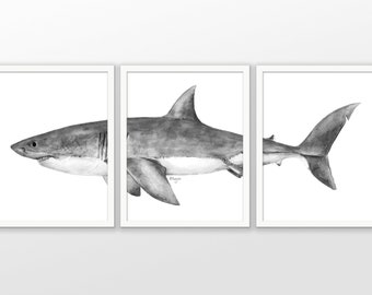 Great White Shark Watercolor Art Print Set Of 3 - Shark Art Print - Great White Shark Bathroom Wall Art - Marine Biology (AB560)