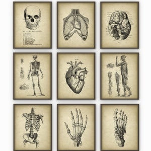 Human Anatomy Antique Art Print Set of 9 - Vintage Anatomy Home Decor - Antique Book Plate - Medical Student Gift Idea Picture Set of 9